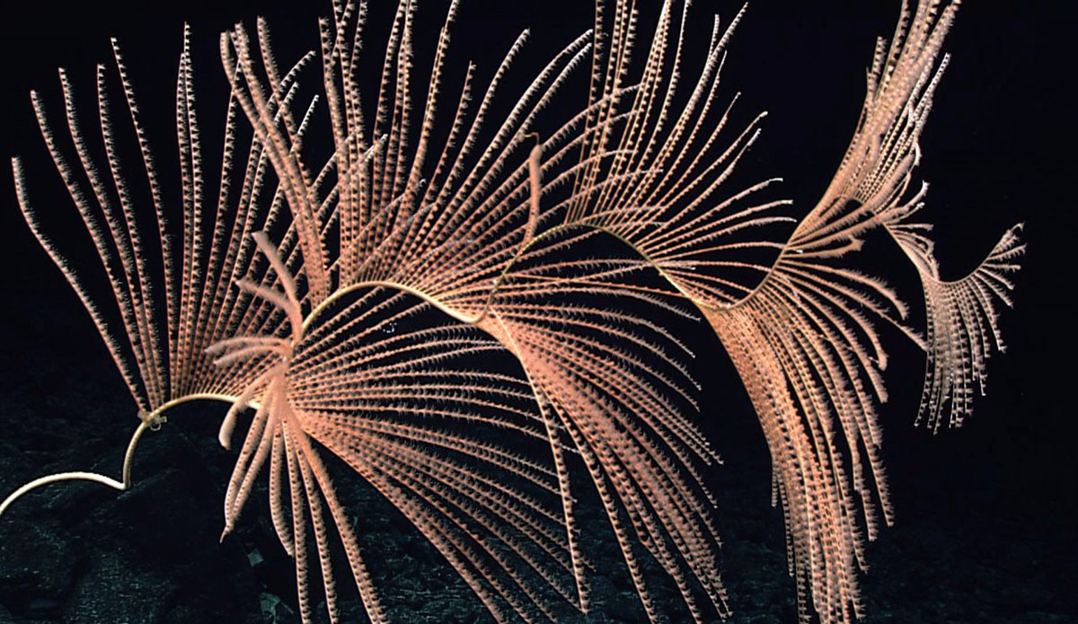 This species of coral can grow up to 20 feet. Photo: <a href=\"http://oceanexplorer.noaa.gov/okeanos/media/exstream/exstream.html\">NOAA Office of Ocean Exploration and Research</a>