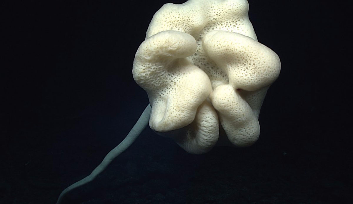 Here\'s a stalked sponge, which eats by filtering water and food through its body. Photo: <a href=\"http://oceanexplorer.noaa.gov/okeanos/media/exstream/exstream.html\">NOAA Office of Ocean Exploration and Research</a>