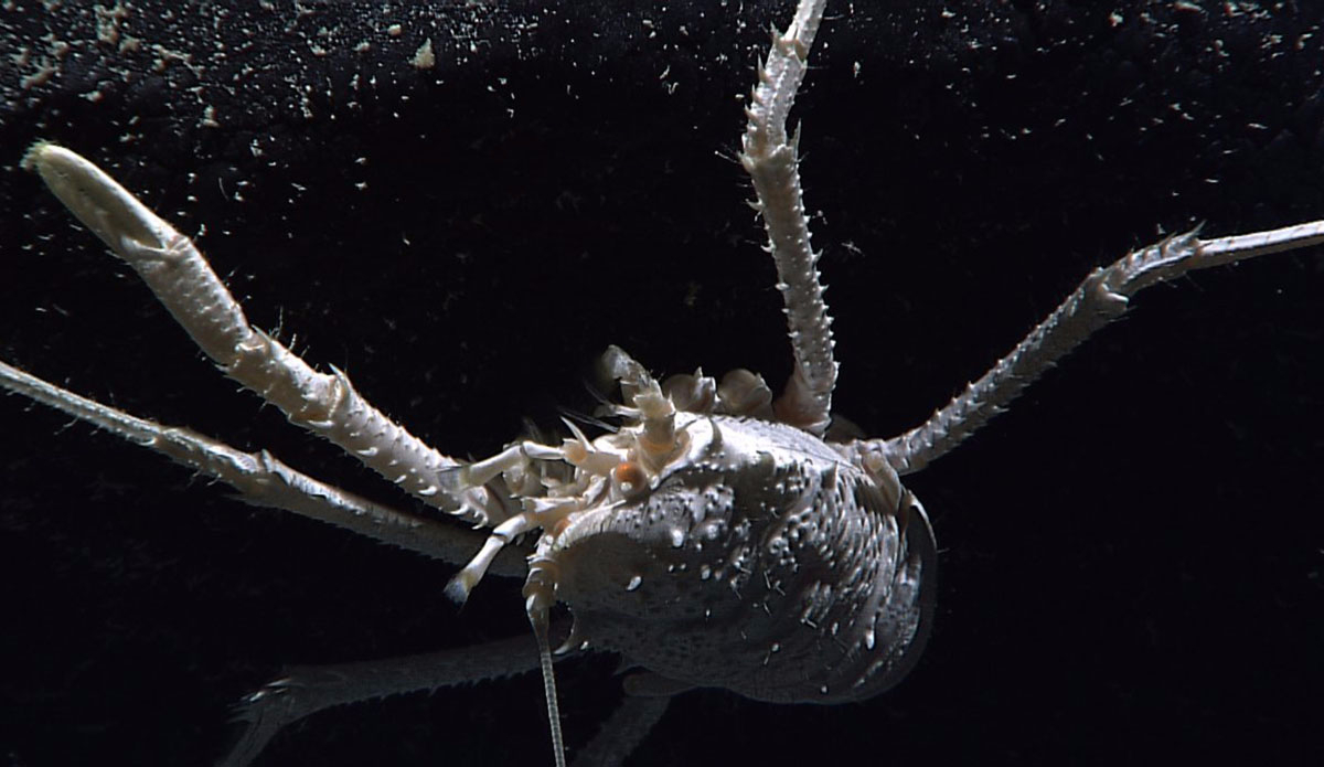 This squat lobster was found over 9,000 feet below the ocean\'s surface. Photo: <a href=\"http://oceanexplorer.noaa.gov/okeanos/media/exstream/exstream.html\">NOAA Office of Ocean Exploration and Research</a>