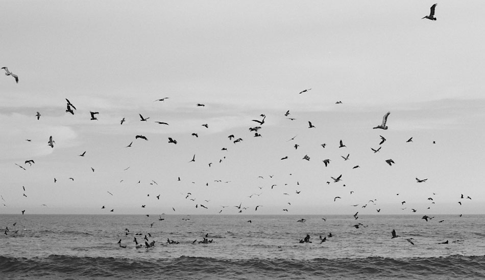 I was drinking some beers on the beach in Mex when a bait ball moved in close and the birds went apeshit. Canon eos 3, fuji acros 100 film. Photo: <a href=\"http://fotoburns.com\">Adam Burns</a>