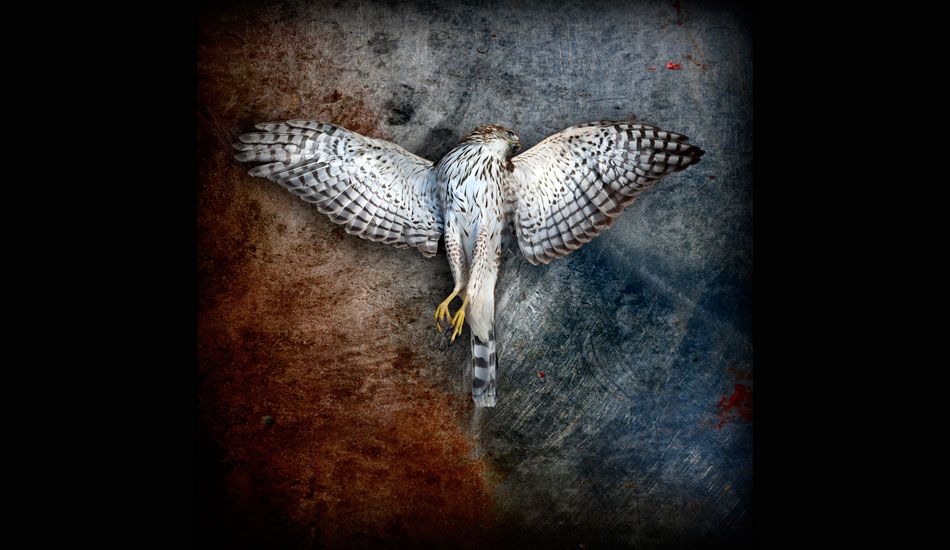 Hawk. I found this hawk by the side of the road over a year ago and have chronicled it’s decay. Art Brewer contacted me and asked if I would barter a print of this for one of his. I now own a beautiful Art Brewer shot of Mark Cunningham body surfing. Stoked! I love barter.  Photo: <a href=\"http://www.daltonportella.com/\" target=_blank>Dalton Portella</a>.