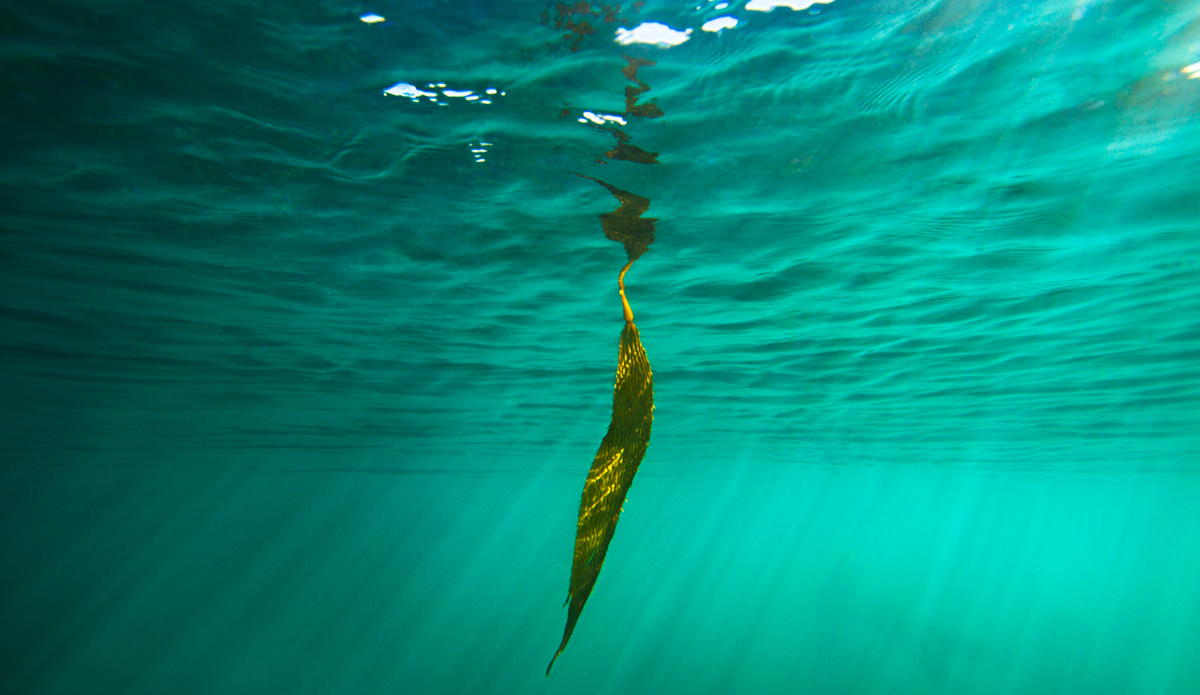 Shadow play on an afternoon swim in Montecito, California. Photo: <a href=\"http://www.maxxbuchanan.com/\">Maxx Buchanan</a>