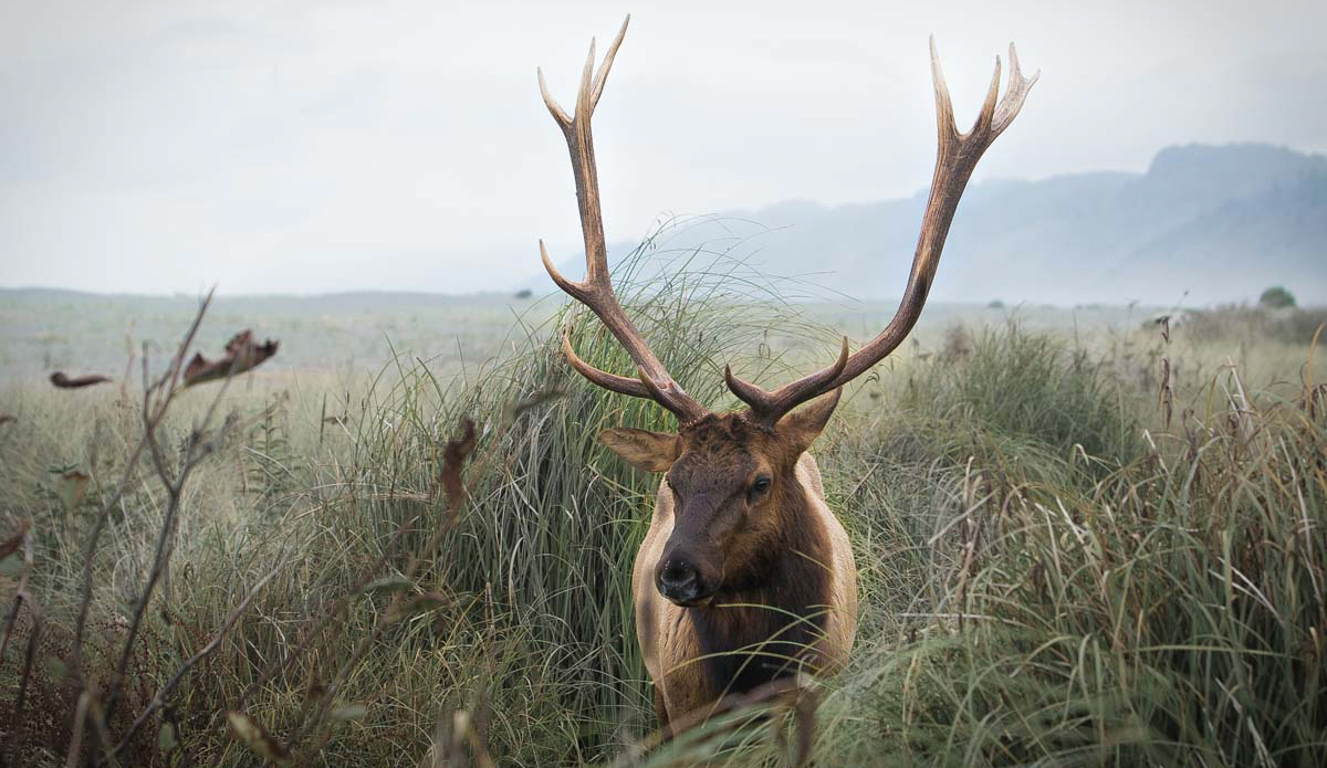 Breakfast with the locals — camping in NorCal. Photo: <a href=\"https://instagram.com/matty_hannon/\">Matty Hannon</a>