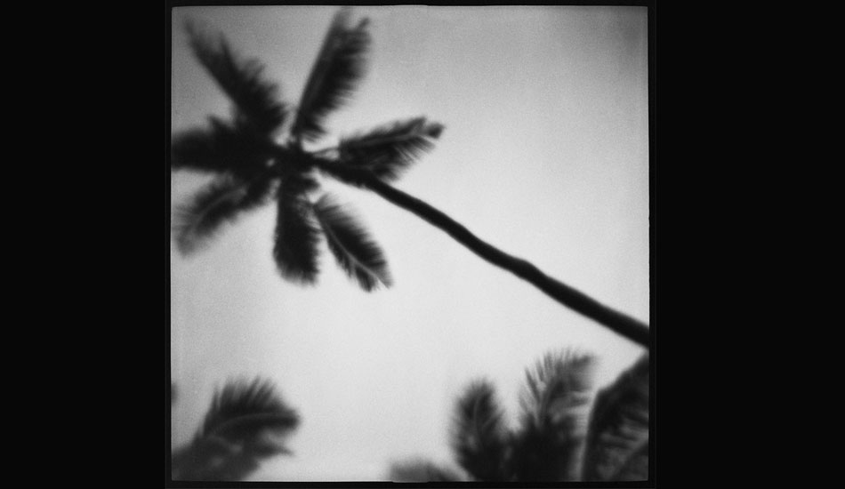 Palms. Photo: <a href=\"http://www.danielgrantphotography.com/\">Daniel Grant</a>