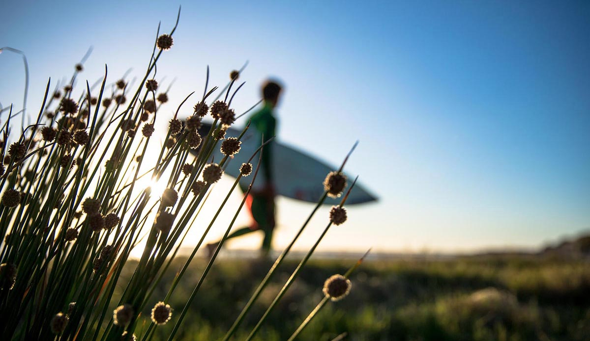 A walk through the South African fields are as rewarding as the surf on the eye and soul. Photo: <a href=\"https://instagram.com/alanvangysen\">Alan van Gysen</a>