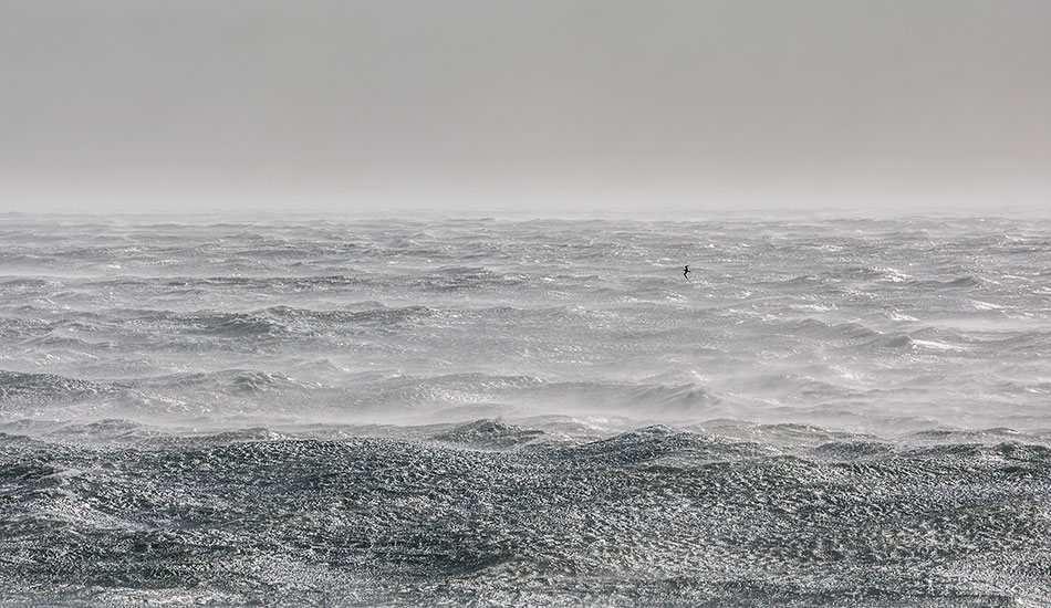 110km winds, the sea and a battling bird. Photo: <a href=\"http://www.16images.com.au\">Steen Barnes</a>