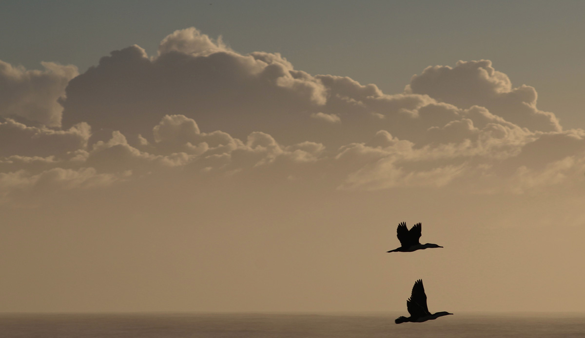 Free. A couple of birds spread their wings and enjoy a picture perfect summer lighting setup. Photo: <a href=\"http://rickycavarra.com\">Ricky Cavarra</a>