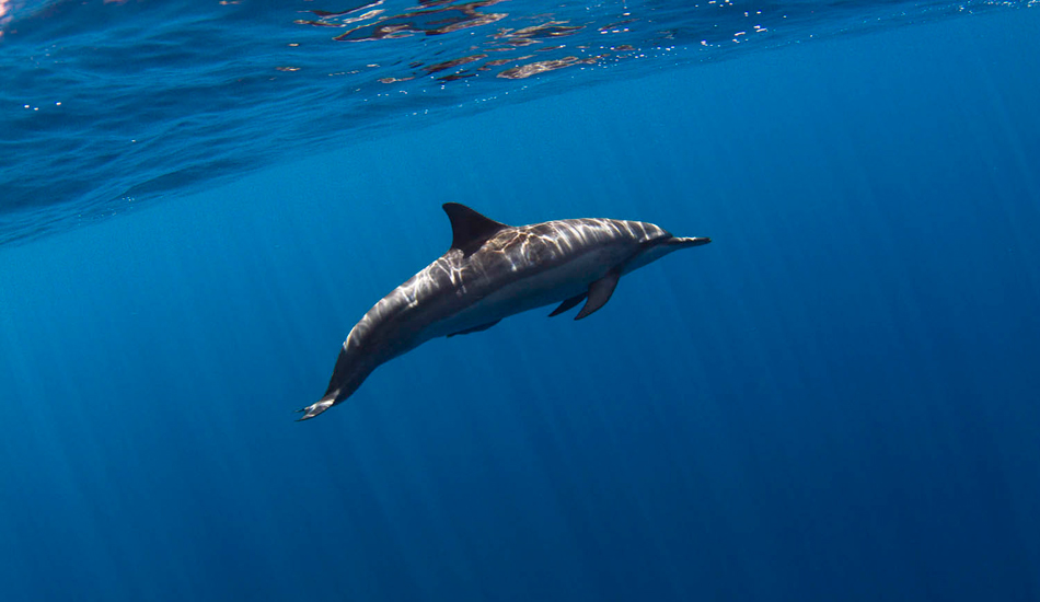 Hawaiian dolphin. Photo: <a href=\"http://www.stugibson.net\">Stuart Gibson</a>