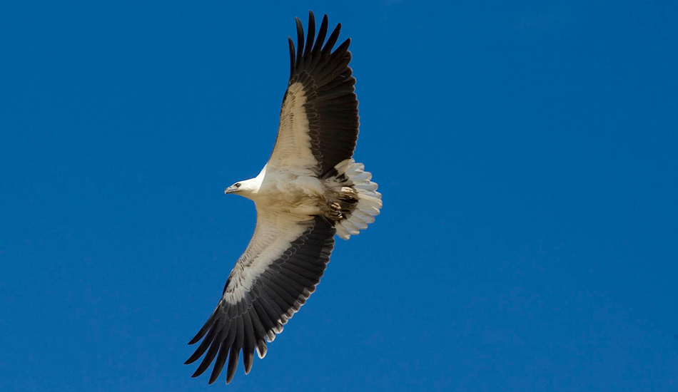 Where eagles dare. Photo: <a href=\"http://www.stugibson.net\">Stuart Gibson</a>