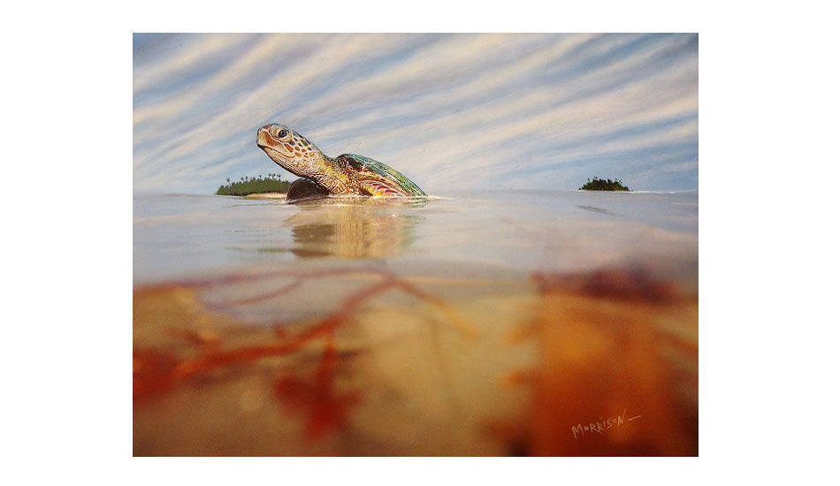 Turtle Island. Photo: <a href=\"http://www.envirosurfartseries.com\" target=_blank>Richard Morrison</a>