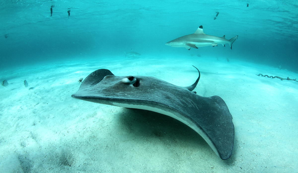 Two things you normally wouldn\'t want to jump in the water with. But the locals in Tahiti are friendly. For real. Photo: <a href=\"https://www.facebook.com/pages/Jared-Sislin-Photography/258114520882025\">Jared Sislin</a>