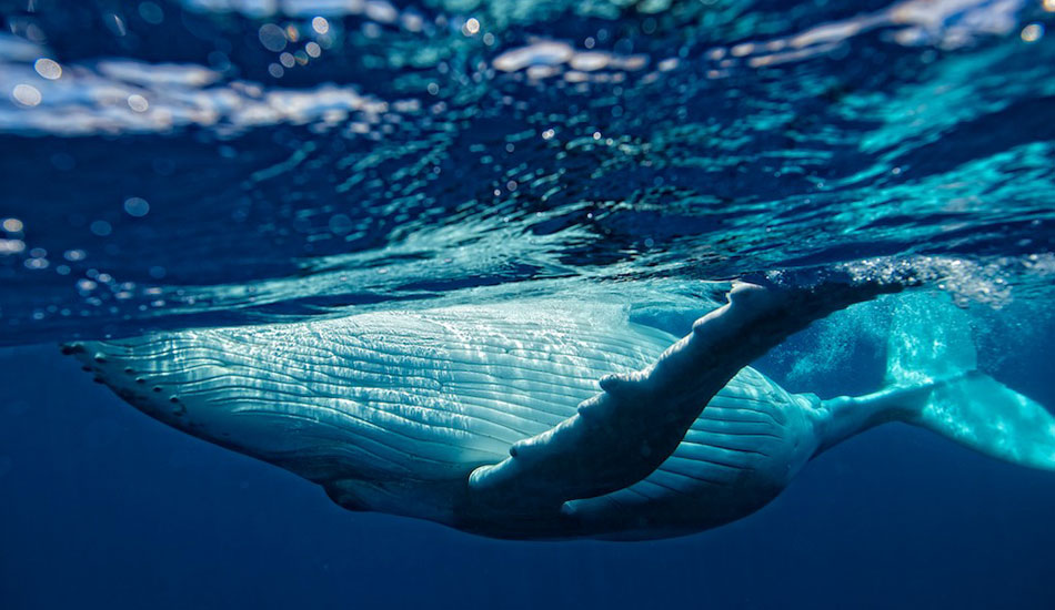 Humpback Whale spinning in the channel between Moorea and Tahiti. Photo: <a href=\"http://www.timmckennaphoto.com/\" target=_blank>Tim McKenna</a>.