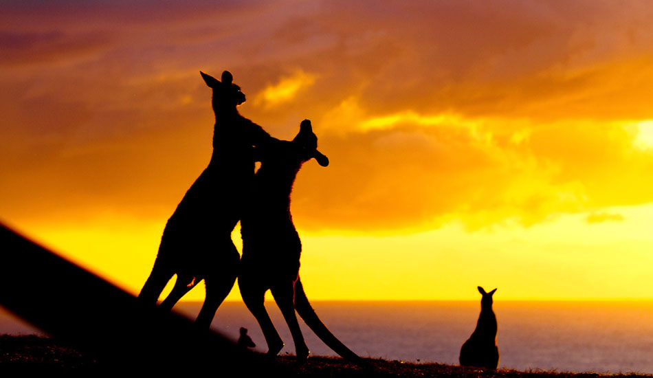 My local back beach is littered with kangaroos. You sort of don\'t notice them until you have a visitor from overseas who just freaks out and then you think..yeah it\'s kinda cool to have those fellas watching you surf and they make for good pictures too, I guess. Photo: <a href=\"http://www.stsurfimages.com/\">Tom Woods</a>