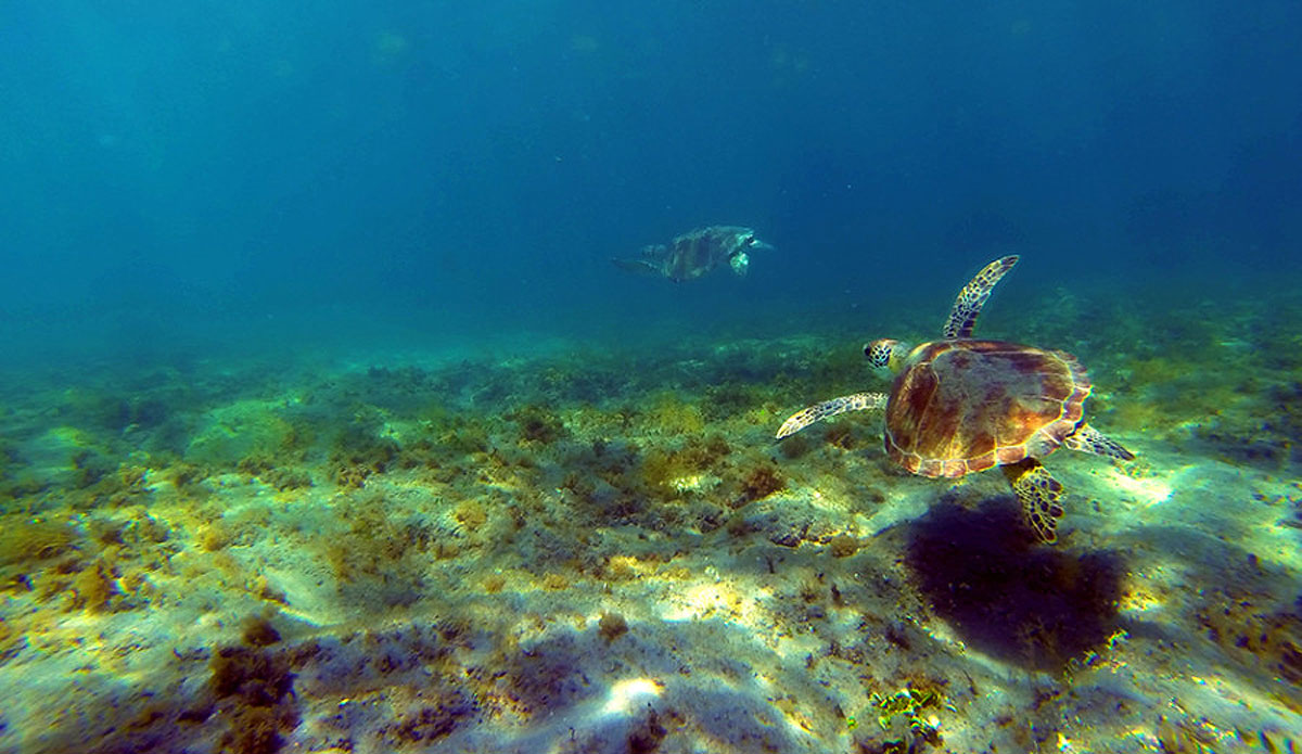 There was a bale of turtles at this reef spot. Photo: <a href=\"http://instagram.com/youngxsalt\"> Tondo</a>