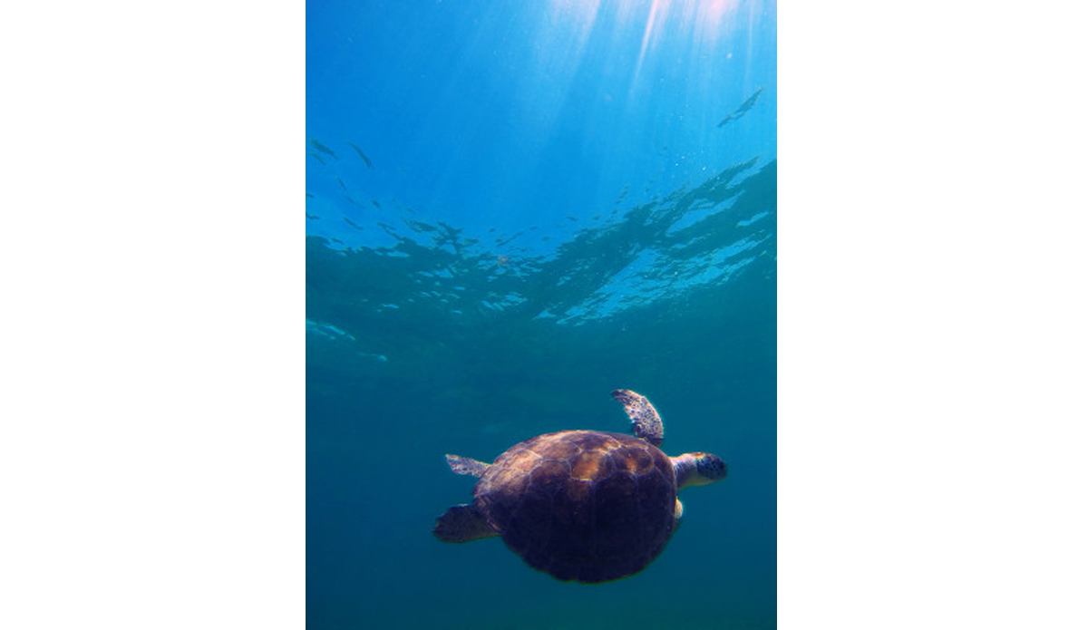 This green turtle was missing its right front fin and had a tag on his left. Noticeably slower, it seems to be surviving just fine. Photo: <a href=\"http://instagram.com/youngxsalt\"> Tondo</a>