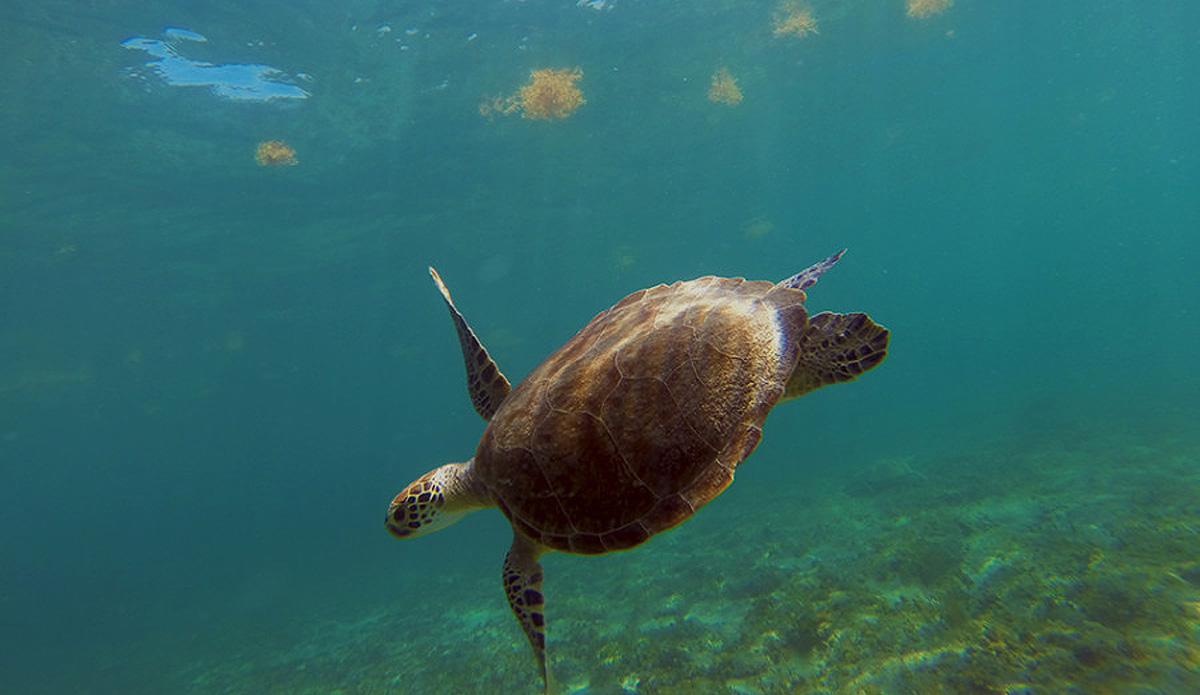 Diving for food. Photo: <a href=\"http://instagram.com/youngxsalt\"> Tondo</a>