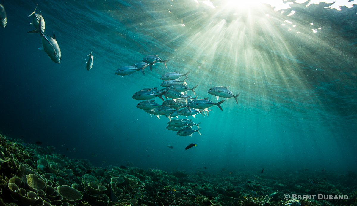 Schooling fish over lettuce coral. Photo: <a href=\"http://www.brentdimagery.com/\"> Brent Durand</a>