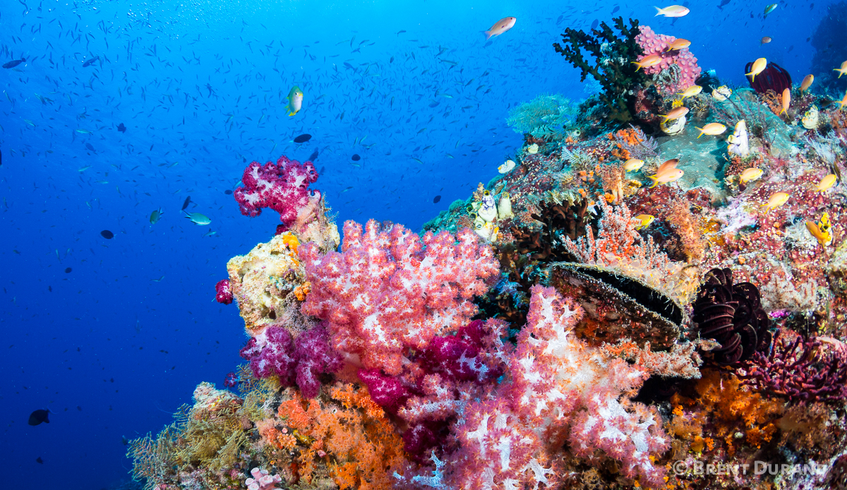 Under the Waves in Indonesia | The Inertia