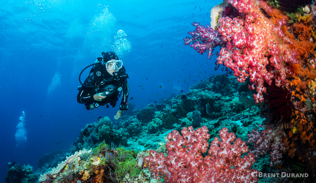 A scuba diver explores a coral reef. Photo: <a href=\"http://www.brentdimagery.com/\"> Brent Durand</a>