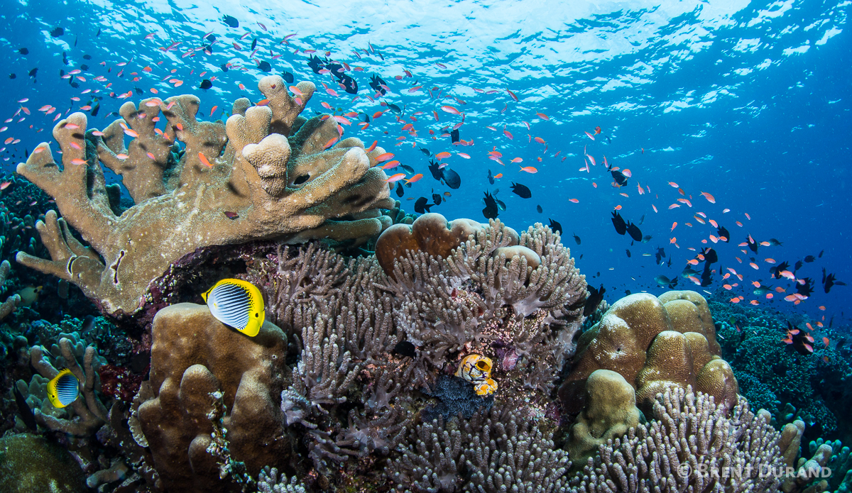 Hard corals in the shallows are not fun to brush against. Photo: <a href=\"http://www.brentdimagery.com/\"> Brent Durand</a>