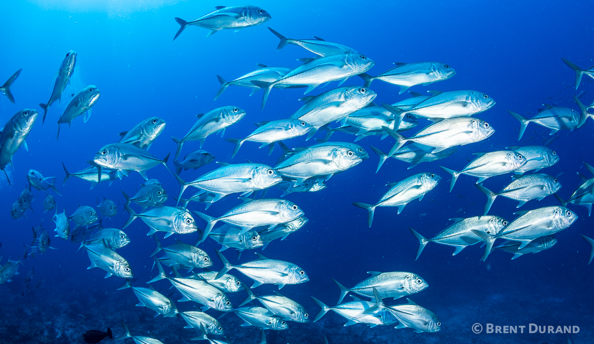 A school of jacks passes by. Photo: <a href=\"http://www.brentdimagery.com/\"> Brent Durand</a>