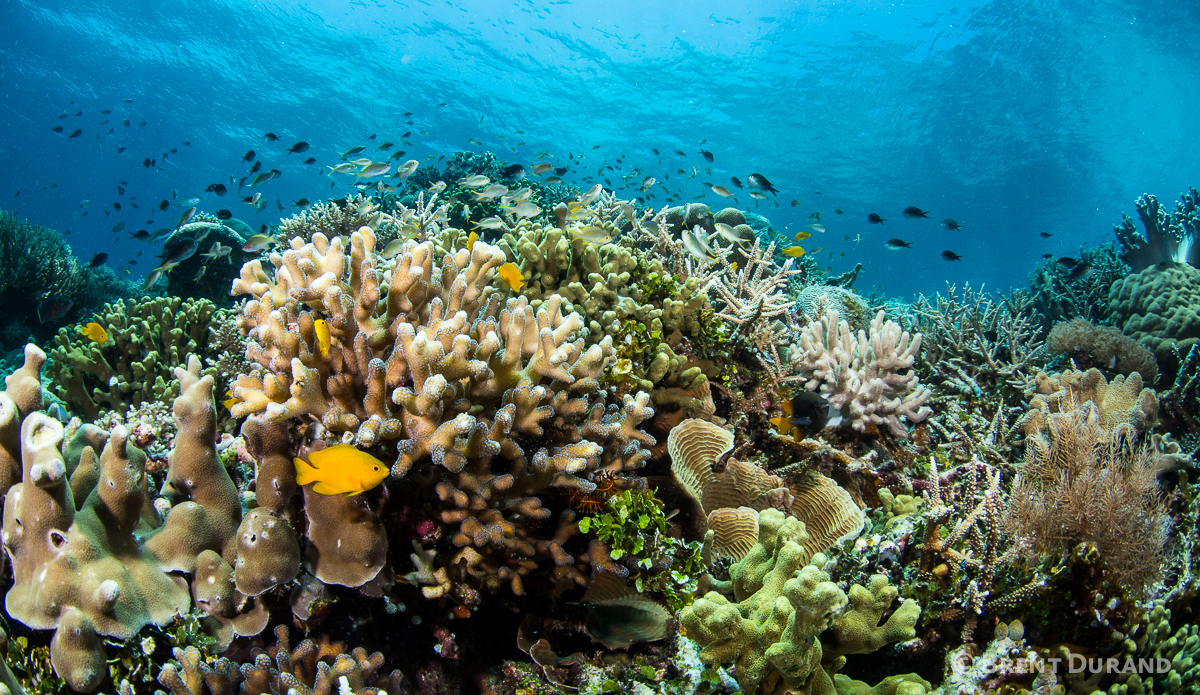 Fish dart in and out of shallow hard corals. Photo: <a href=\"http://www.brentdimagery.com/\"> Brent Durand</a>