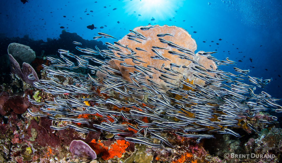 A school of catfish patrols the reef. Photo: <a href=\"http://www.brentdimagery.com/\"> Brent Durand</a>