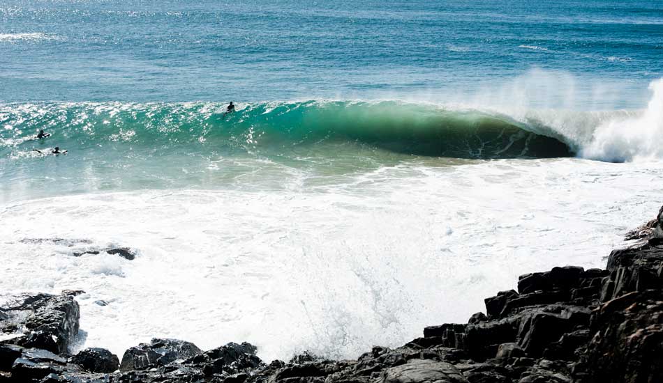 Tea Tree. Photo: Woody Gooch