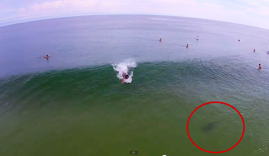 Eric Geiselman S Shark Infested Hometown Surf Session The Inertia