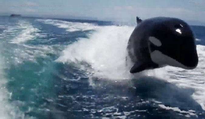 Playful Killer Whales Shred Behind a Boat | The Inertia