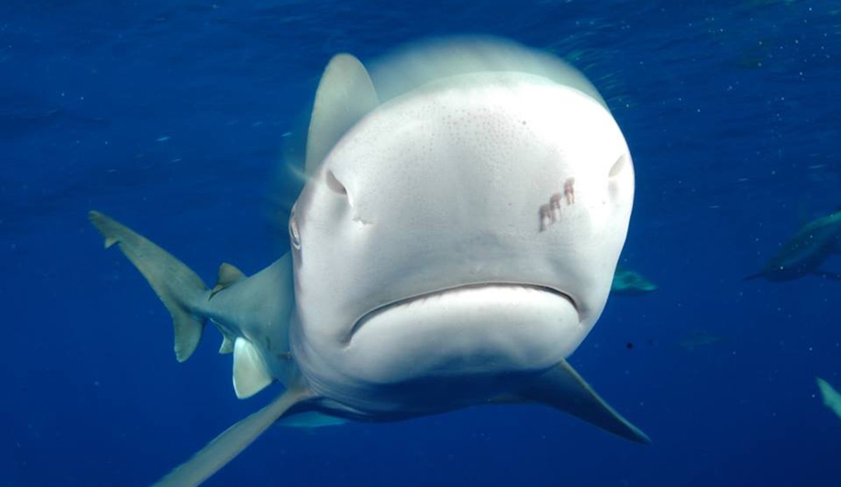 Are We Worse Than Hitler, Stalin & Mao? Sharks Think So. | The Inertia