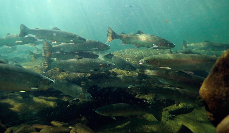 Free the Snake: Restoring America’s Greatest Salmon River | The Inertia