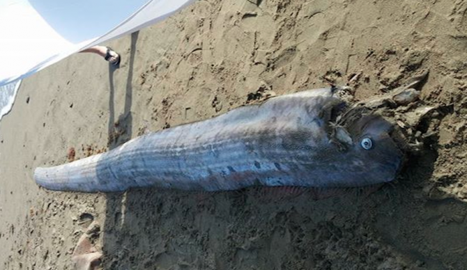 Gigantic Nightmare Of A Fish Washes Up On Catalina Island | The Inertia