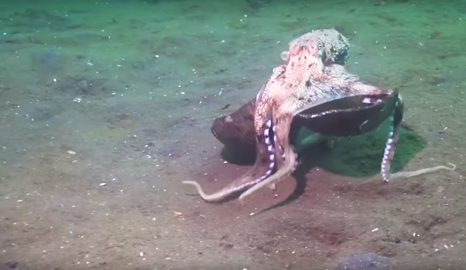 You Won't Believe What This Octopus Has Under His Tentacles | The Inertia