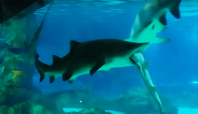 A Tiger Shark Ate a Tank Mate at an Aquarium | The Inertia