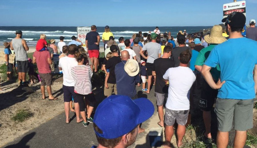 Ballina Surfers Protest Shark Net | The Inertia