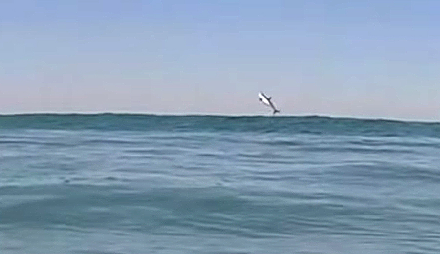 Surfer Captures Video of Great White Breaching in Orange County | The ...