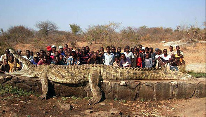 Dangerous Nile Crocodiles Found in the Everglades of South Florida ...