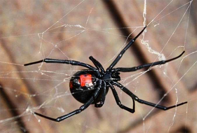 Ever Wonder What Happens When You're Bitten by a Black Widow? Here's ...