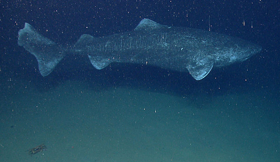 Scientists Are Calling This Year Old Greenland Shark The Oldest Vertebrate Ever The Inertia