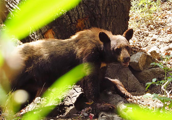 Man Attacked by Two Bears in Southern California Has Been Hospitalized ...