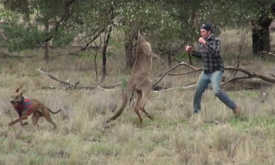 This Guy Gets in a Fist Fight with a Kangaroo after it Puts His Dog in ...