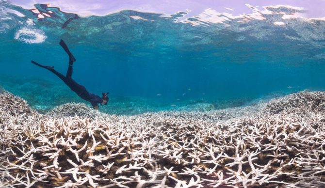 A coral reef after a bleaching event. Photo: PopSci