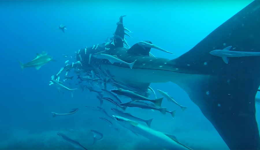 Divers Shocked by Super-Massive Whale Shark | The Inertia