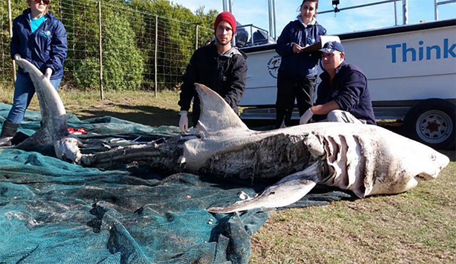 Fourth Great White Washes Up On South African Beach With Liver ...