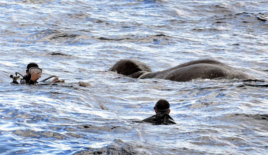 It Took Divers in Sri Lanka 12 Hours to Save This Elephant That Had ...