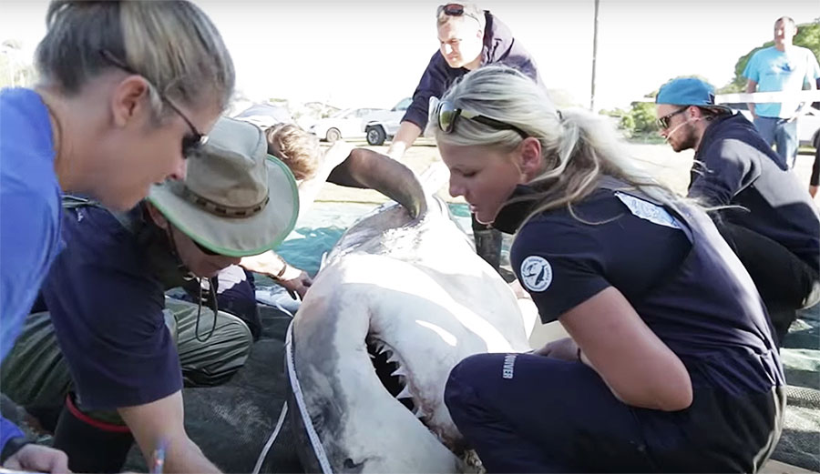 3 Great Whites Washed Up Dead in South Africa with Missing Livers | The ...