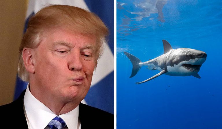 President Trump Said He Hated Sharks, And Now People Are Donating To ...