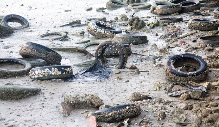 Mussel meal. Image: KeongDaGreat / Shutterstock