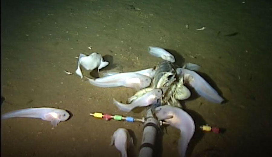 Image from video of Mariana snailfish. Image: SOI/HADES/University of Aberdeen (Dr. Alan Jamieson) , CC BY-ND